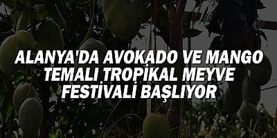 Alanya'da Avokado ve Mango temalı tropikal meyve festivali başlıyor!